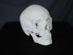 Skull Shoppe Riley Skull