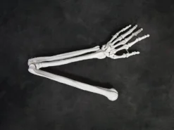 Skeletons And More Skeletons, Skulls & Bones Full Skeletal Arm