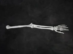 Skeletons And More Skeletons, Skulls & Bones Full Skeletal Arm