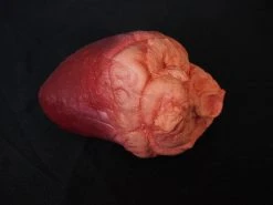 Dapper Cadaver Workshop Small Lifelike Heart Prop Organs