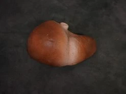 Dapper Cadaver Workshop Prop Organs Small Prop Liver