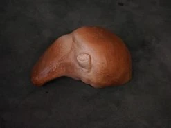 Dapper Cadaver Workshop Prop Organs Small Prop Liver
