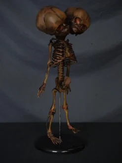 Skeletons And More Skeletons, Skulls & Bones Two Headed Fetal Skeleton 5 Skeletons And More Skeletons, Skulls & Bones Two Headed Fetal Skeleton