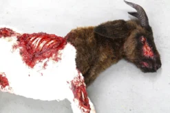 Rachael Lee Goodman Farm Animal Props Wounded Boer Goat Prop - Special Order