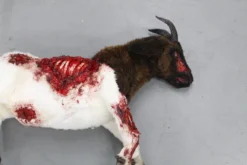 Rachael Lee Goodman Farm Animal Props Wounded Boer Goat Prop - Special Order