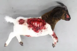 Rachael Lee Goodman Farm Animal Props Wounded Boer Goat Prop - Special Order