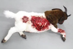 Rachael Lee Goodman Farm Animal Props Wounded Boer Goat Prop - Special Order