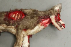 Dapper Cadaver Workshop Wounded Coyote Prop