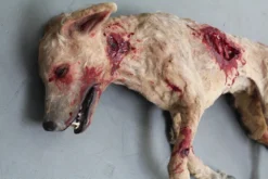 Dapper Cadaver Workshop Wounded Rocky Dog