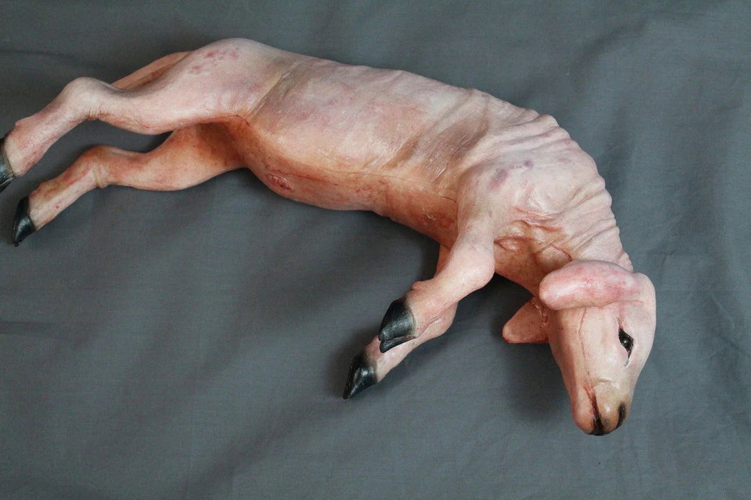 Dapper Cadaver Workshop Skinned Yearling Lamb 3 Dapper Cadaver Workshop Skinned Yearling Lamb