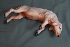 Dapper Cadaver Workshop Skinned Yearling Lamb