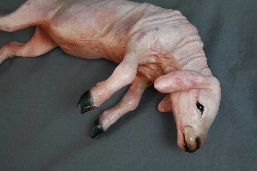 Dapper Cadaver Workshop Skinned Yearling Lamb 6 Dapper Cadaver Workshop Skinned Yearling Lamb