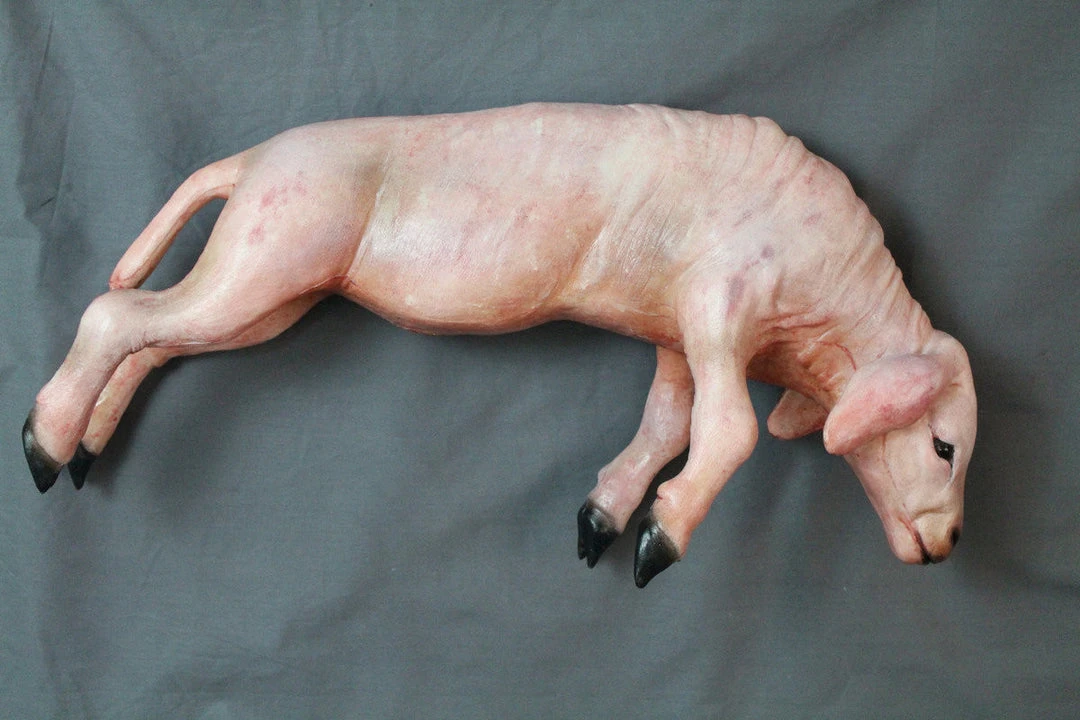 Dapper Cadaver Workshop Skinned Yearling Lamb 1 Dapper Cadaver Workshop Skinned Yearling Lamb