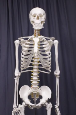 Amazon Life Size Human Skeleton With Stand Rental Skulls & Skeletons