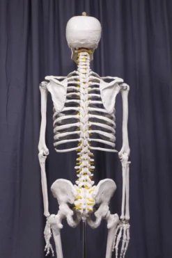 Amazon Life Size Human Skeleton With Stand Rental Skulls & Skeletons