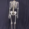 Amazon Life Size Human Skeleton With Stand Rental Skulls & Skeletons