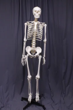 Amazon Life Size Human Skeleton With Stand Rental Skulls & Skeletons