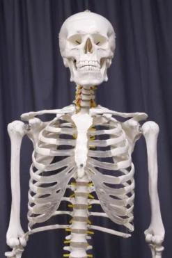 Amazon Skeletons, Skulls & Bones Life Size Human Skeleton With Stand